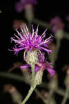 Giant ironweed